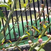 20年間の町長生活で最後の日に各種総会に出席、ホットカフェなど