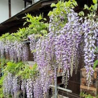 藤の花開花