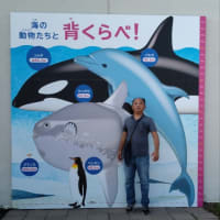 鴨シー