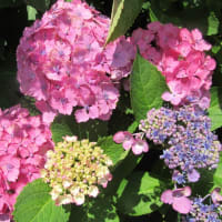紫陽花寺（本興寺）へ２。(6/29＊日）