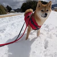 雪