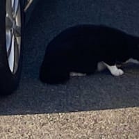 朝ウォーキングの風景。令和7年6月29日。茶大しか出て来なかった。
