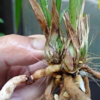 有紅植え替えました。