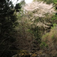 桜の季節ですね