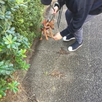 コタの知らない世界