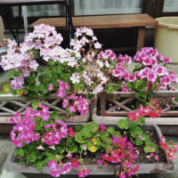 野草のクインテット