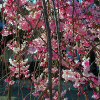 桜訪ねて　2025年　和歌山の桜　その1　　2025年4月7日