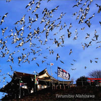 ★三陸復興国立公園　種差海岸　蕪島　～　群　翔　～　1月8日