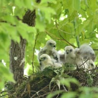 心に残る情景*「鳥景」見沼の小さな森・ツミの家族