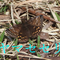 季節の変わり目―ミヤマセセリ