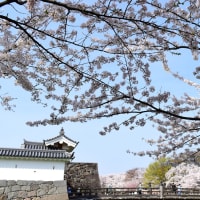 城下町の桜さんぽ、桜いっぱいの城内を。