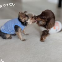 凪のストレス解消にと〜