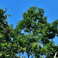 久々ブッポウソウの様子見、こんにちわです