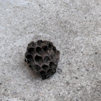 ハチの巣があった！
