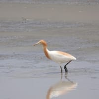 アマサギ