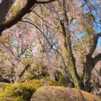 通院後お散歩