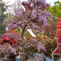 大阪城公園の花たち　伸び伸び咲いています