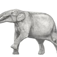 コノベロドン・ブリッティ (Konobelodon britti) シャベル牙ゾウ類（アメベロドン科）の最大種