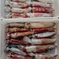 剣先イカ釣り