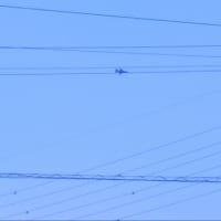 T-4