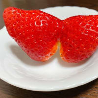 いちご🍓
