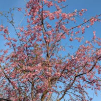 我が家の桜