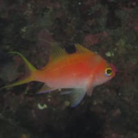 海の中にもサクラ・・