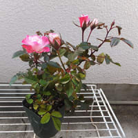 編み物しないで、こんなこと