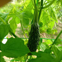 家庭菜園の野菜たち