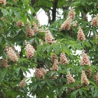 清楚な野の花たち