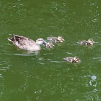 アメリカデイゴが満開に