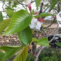 ４月１４日、「現代の名工」樹木医の野島幸一郎さんに、築屋敷の桜並木でお話をしていただきました