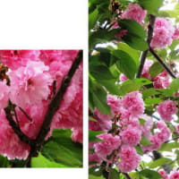 「八重桜」　　　自然観察公園「イヌザクラ」