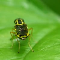 ハキナガミズアブの♂と♀