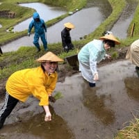 ◆  田植え体験