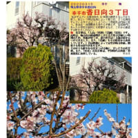 花巡り「梅－316」　幸手市香日向３丁目