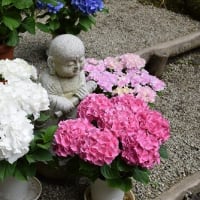 岡寺　あぢさゐ回廊