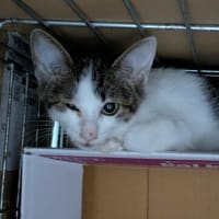 TNR中に子猫・・は良くある話だけど。