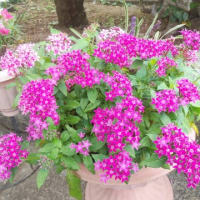 そろそろ、花。秋、、、