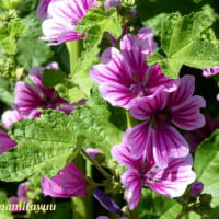 「立野台公園」では紫色の5弁花「ゼニアオイ」が！！