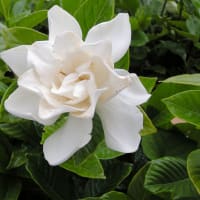 夏の花