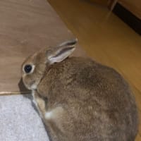 大福毛づくろい