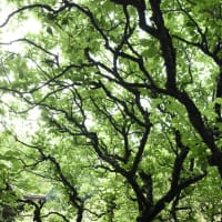 名残りのアジサイ　妙本寺