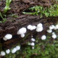 2025年7月1日(火)苫小牧「近所の自然散歩」植物調査と　2日(水)繁殖期鳥類調査