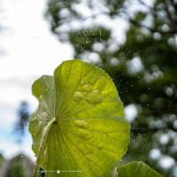 小暑の候【日比谷花壇大船フラワーセンター】ハスガイドツアーも行われています