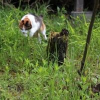 たんぽぽの綿毛が飛んで行く