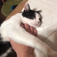 ニャンコ姉さん［その2］ 22番目