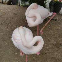 トリアスふれあい動物園　今日いち-2025年6月17日