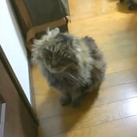 20240802の猫たちと時々犬