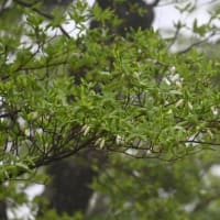 梁谷山登山　２０２５年春